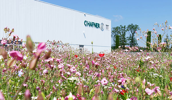 Firmengebäude im Hintergrund mit Blumenwiese
